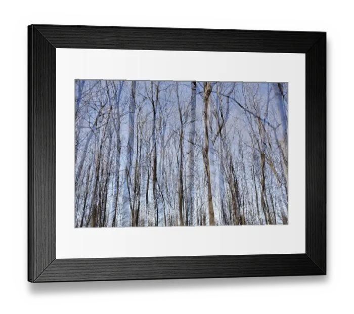 Framed Print : Bare trunks, deciduous forest, double exposure Framed Print : Bare trunks, deciduous forest, double exposure