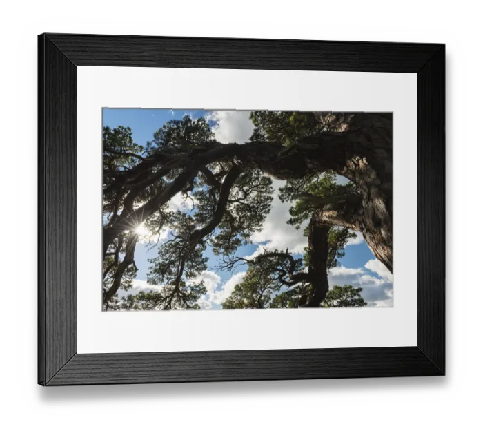 Framed Print : Scots pine, Pinus sylvestris (English: Scots pine)