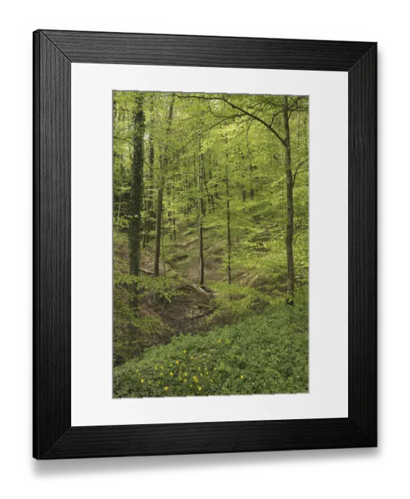 Framed Print : Summer forest in Basel-Country Framed Print : Summer forest in Basel-Country