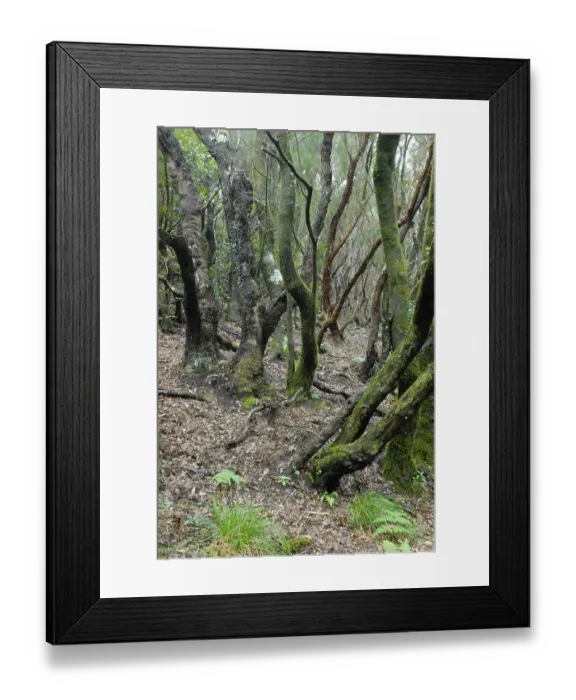 Framed Print : Las Mercedes Lauraceae forest, Tenerife Framed Print : Las Mercedes Lauraceae forest, Tenerife