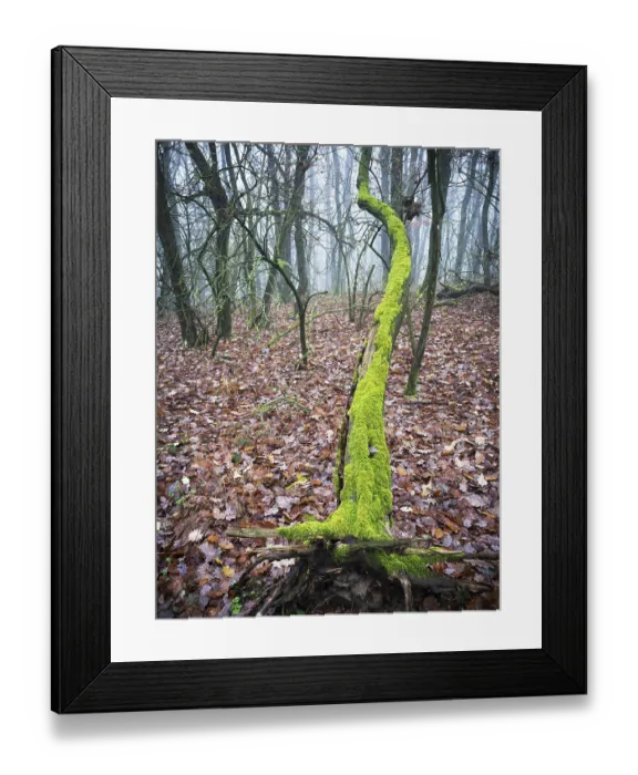 Framed Print : Lying oak tree covered with green moss in a forest in Burgenland