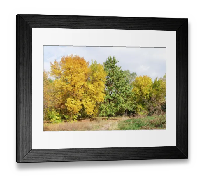 Framed Print : Yellow and green trees in autumn in the forest