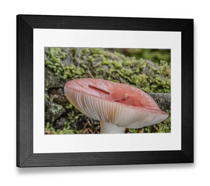 Framed Print : Toadstool in the pine forest Framed Print : Toadstool in the pine forest