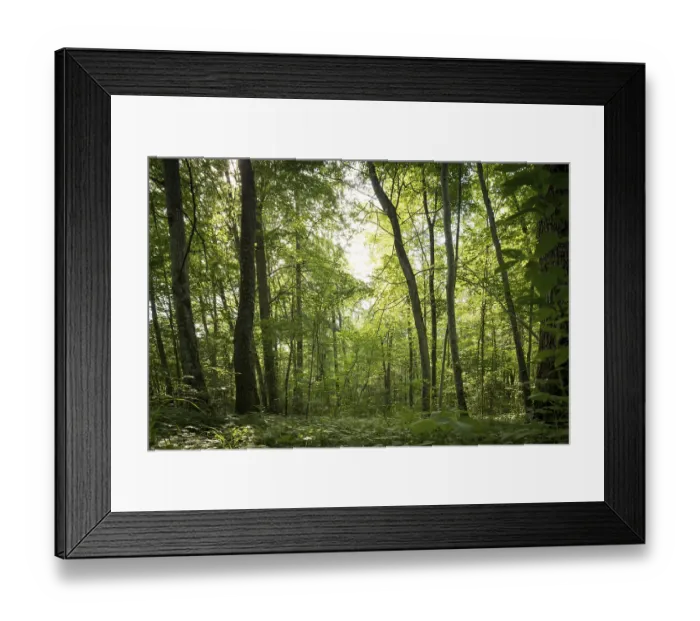Framed Print : Bottom view of impressive spruce trees in the forest