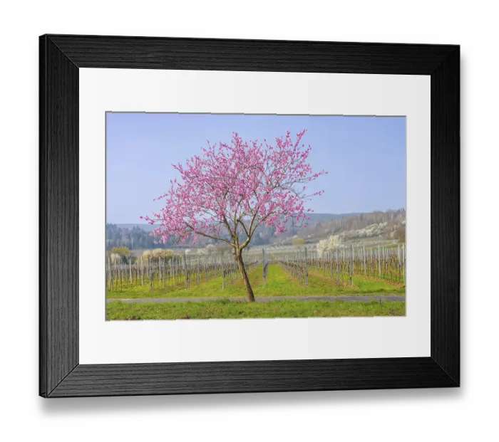 Framed Print : Almond blossom in the Palatinate in spring Framed Print : Almond blossom in the Palatinate in spring