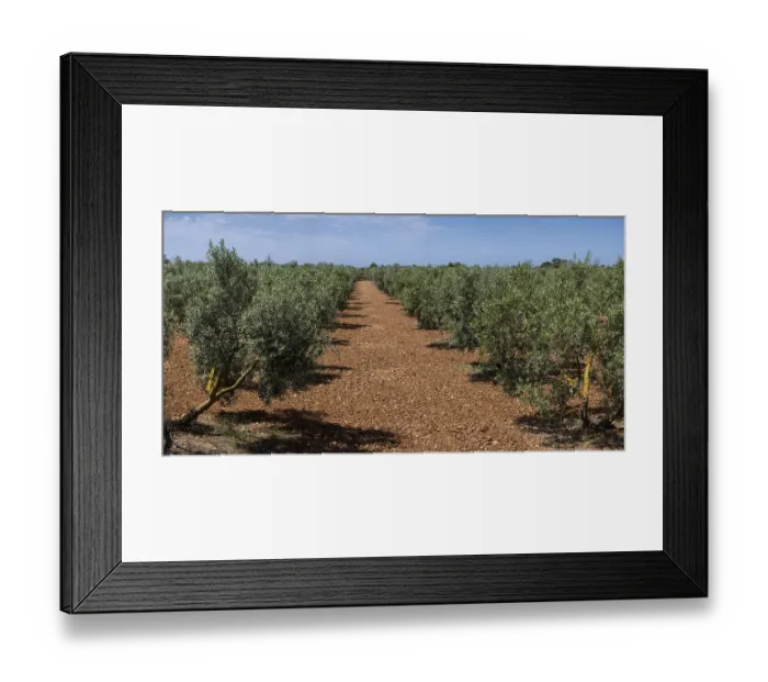 Framed Print : Olive grove on the way to L'Aguila Framed Print : Olive grove on the way to L'Aguila