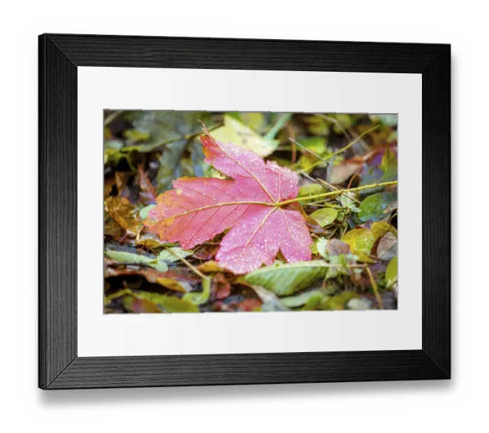 Framed Print : A red maple leaf lies among autumn leaves on the forest floor