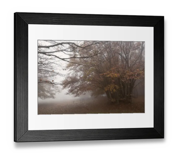 Framed Print : Fog and wind in the beech forest on Mount San Vicino in an autumn morning Framed Print : Fog and wind in the beech forest on Mount San Vicino in an autumn morning