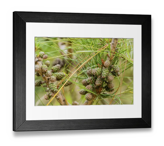 Framed Print : Baby pine cones on branch of pine tree with soft blurred background