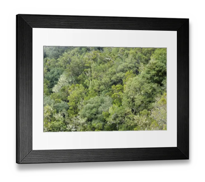 Framed Print : Cloud Forest, Garajonay National Park Framed Print : Cloud Forest, Garajonay National Park