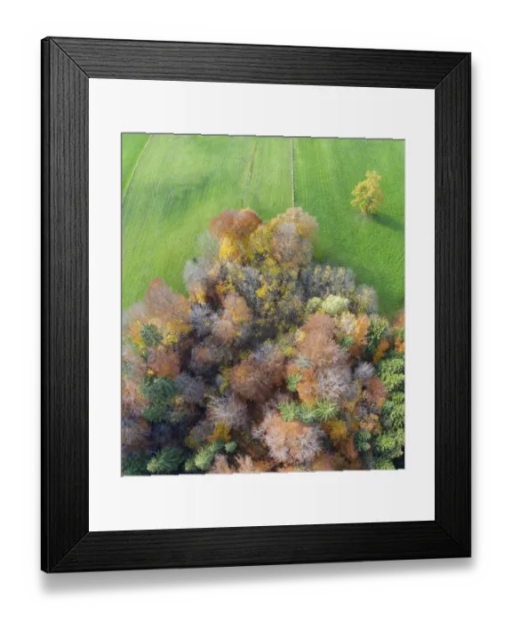 Framed Print : Autumn mixed forest and meadow