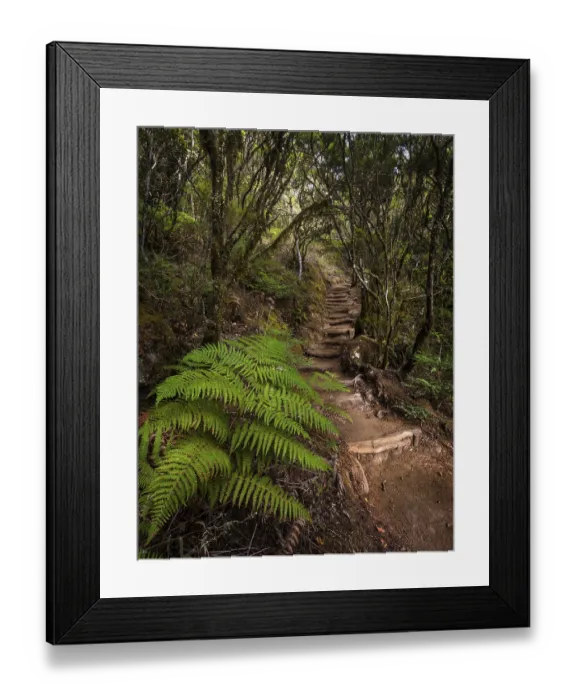 Framed Print : Hiking trail in the forest with fern Framed Print : Hiking trail in the forest with fern