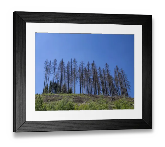 Framed Print : Dead, dead spruces (Picea), tree death near Goslar