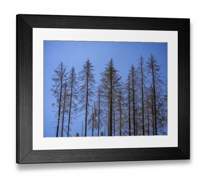 Framed Print : Dead, dead spruces (Picea), tree death near Goslar Framed Print : Dead, dead spruces (Picea), tree death near Goslar