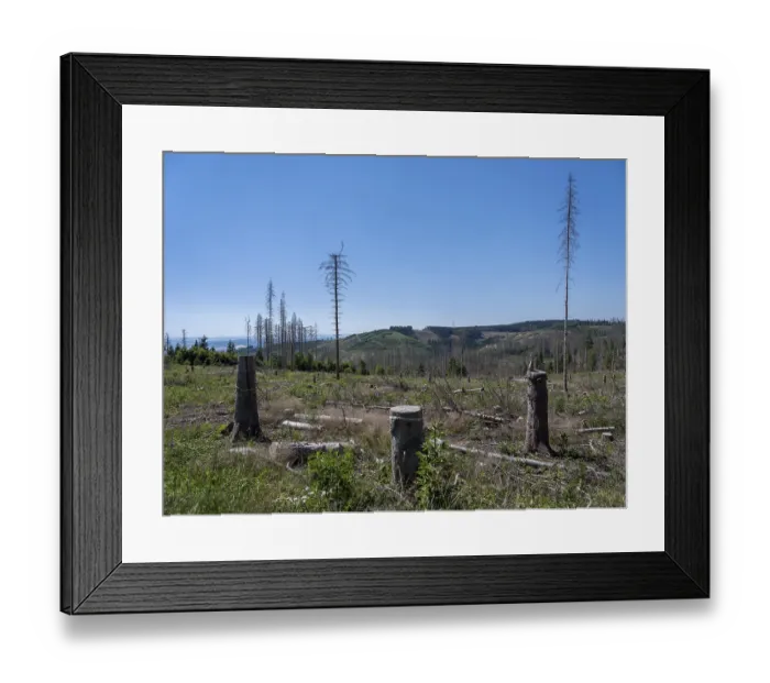 Framed Print : Dead, dead spruces (Picea), stumps of felled trees Framed Print : Dead, dead spruces (Picea), stumps of felled trees