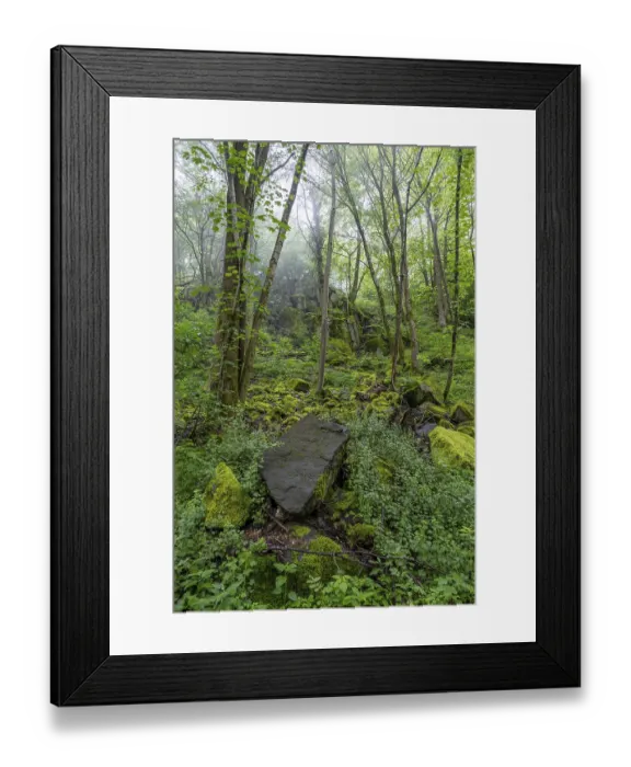 Framed Print : Stones and trees overgrown with moss in the forest at Schaumberg