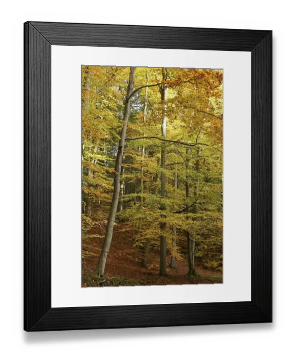 Framed Print : A beech forest with autumnal foliage colouring Framed Print : A beech forest with autumnal foliage colouring