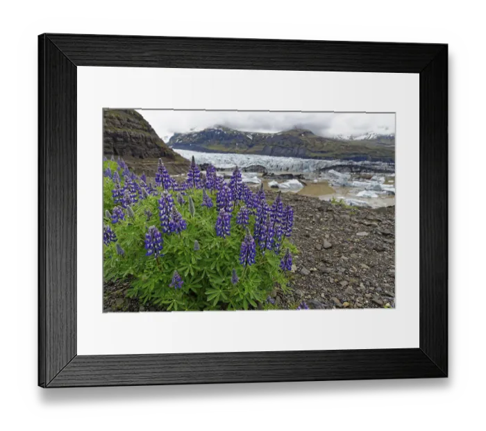 Framed Print : Mountain lupines (Lupinus argenteus) Framed Print : Mountain lupines (Lupinus argenteus)