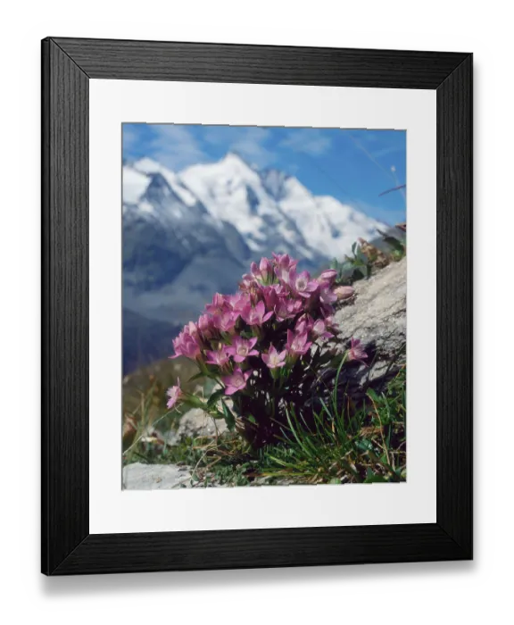 Framed Print : Chiltern Gentian (Gentianella germanica)
