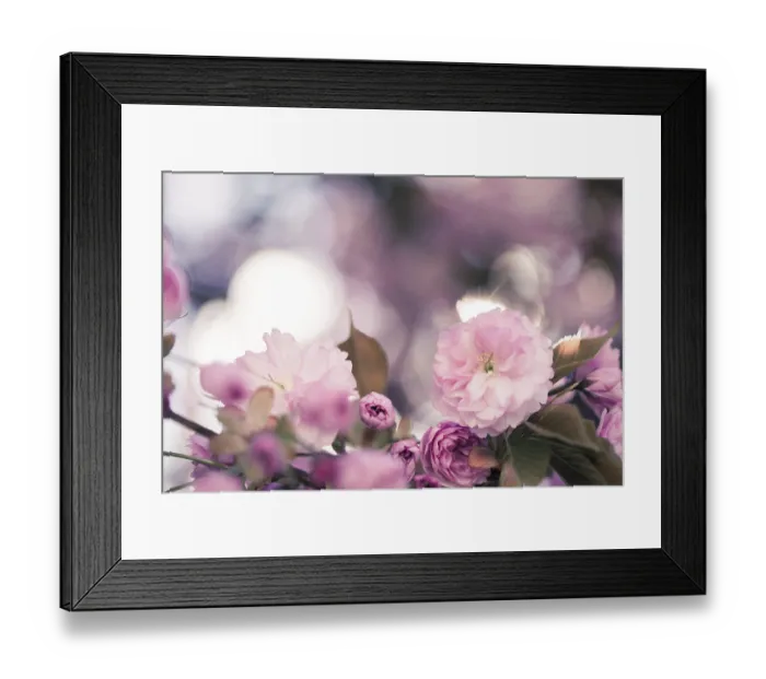 Framed Print : Close up picture of pink blooming cherry blossoms