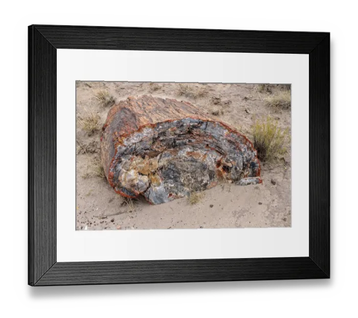 Framed Print : Fragment of a silicified tree trunk