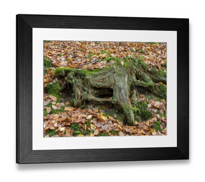 Framed Print : Moss-covered bum stump in autumn forest Framed Print : Moss-covered bum stump in autumn forest