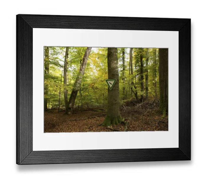 Framed Print : Beech forest, nature reserve, Ludwigshain