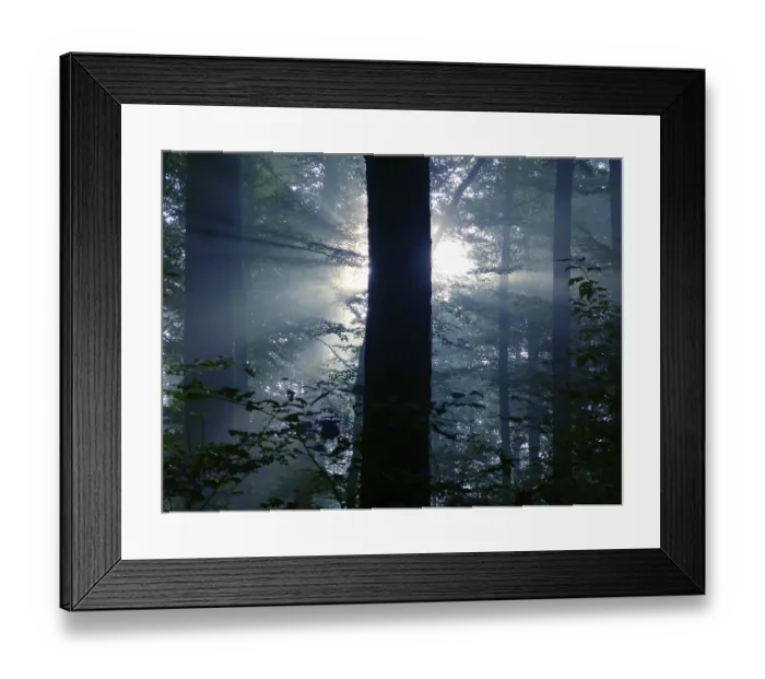 Framed Print : Maulbronn, fog in the forest with backlit rays of sunlight Framed Print : Maulbronn, fog in the forest with backlit rays of sunlight