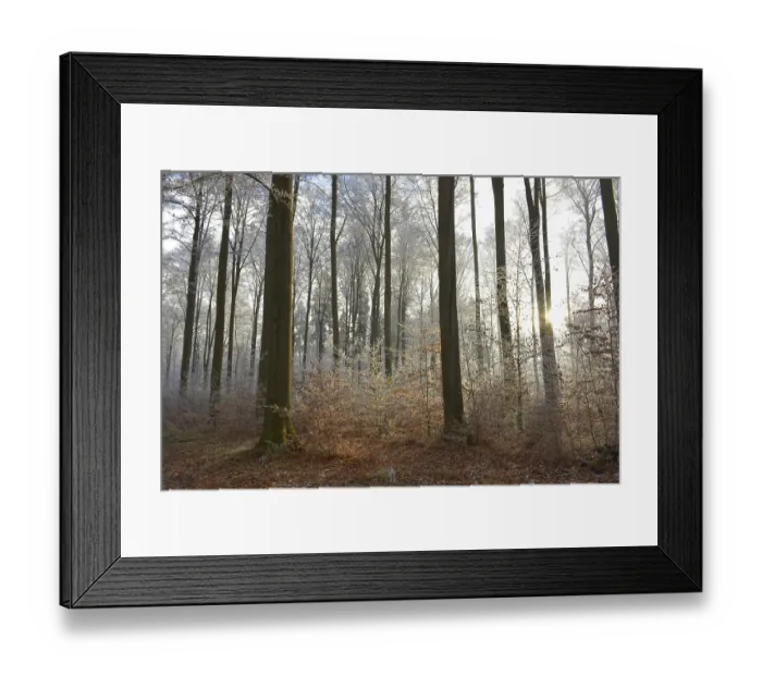 Framed Print : Maulbronn, Hoarfrost in the Forest