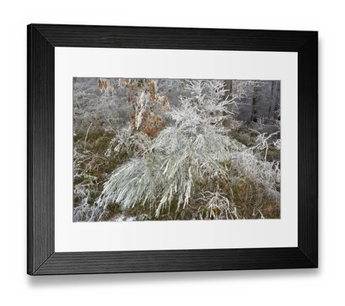 Framed Print : Maulbronn, Hoarfrost in the Forest