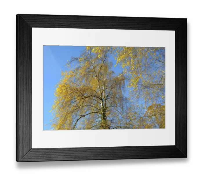 Framed Print : Birch tree in autumn colour