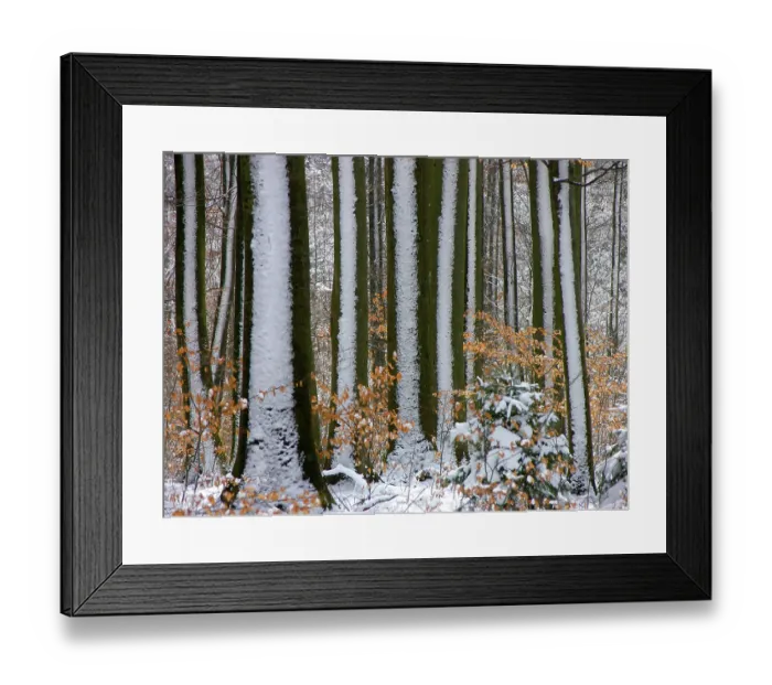 Framed Print : Winter forest, forest with snow Framed Print : Winter forest, forest with snow