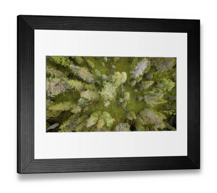 Framed Print : Drone shot, boreal, arctic conifers