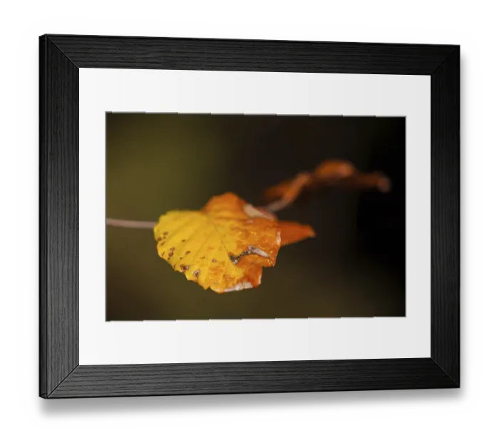 Framed Print : Colourful autumn leaves Framed Print : Colourful autumn leaves
