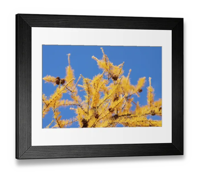 Framed Print : Yellow branch of Larch tree (Larix decidua) with cones at autumn on background of blue sky