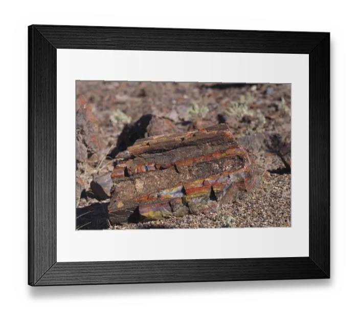 Framed Print : Petrified wood, Petrified Forest National Park Framed Print : Petrified wood, Petrified Forest National Park