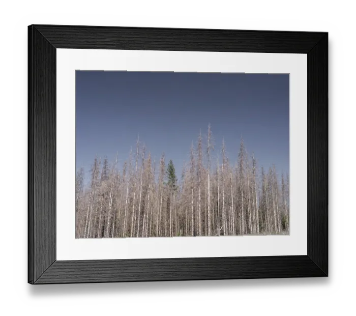Framed Print : Dead, dead spruces (Picea), tree death Framed Print : Dead, dead spruces (Picea), tree death