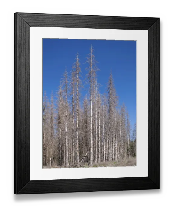 Framed Print : Dead, dead spruces (Picea), tree death