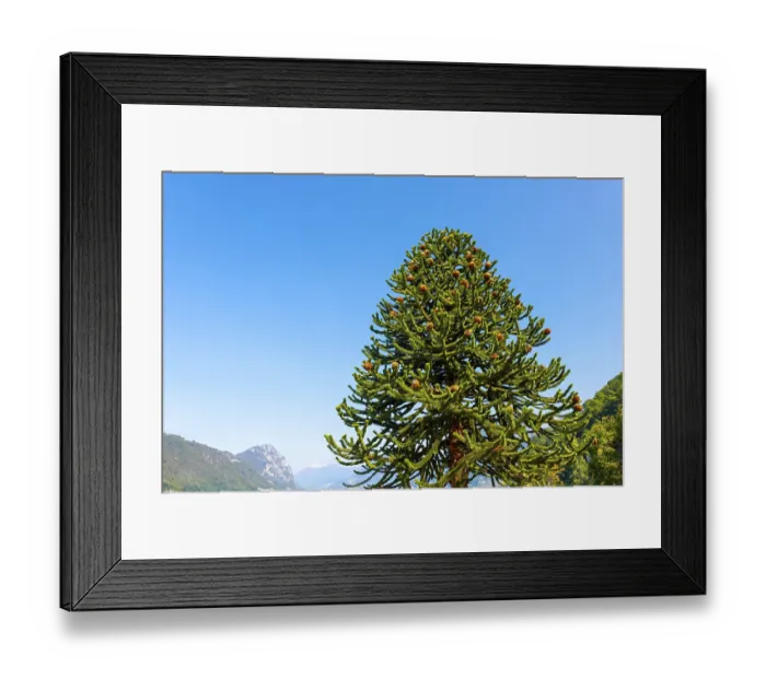 Framed Print : Beautiful Snake Pine or Monkey Tree (Araucaria araucana) in a Sunny Summer Day with Mountain in Lugano