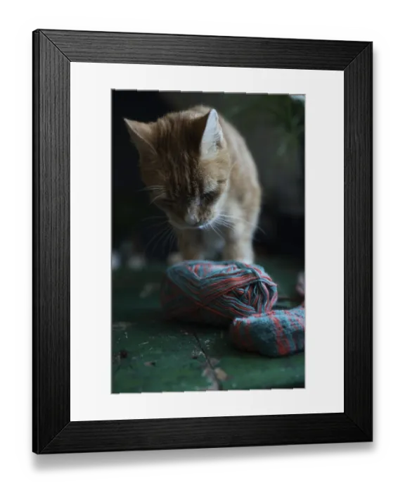 Framed Print : Domestic cat with ball of wool