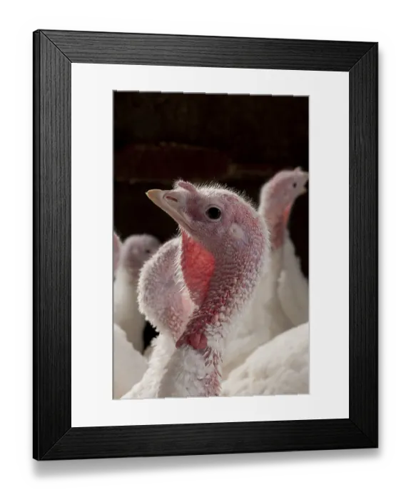 Framed Print : Inner Turkey, white flock, close-up of heads