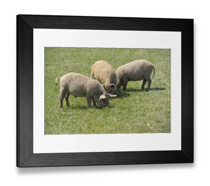 Framed Print : Domestic Pig, Lincolnshire Curly Coat (Mangalitza)