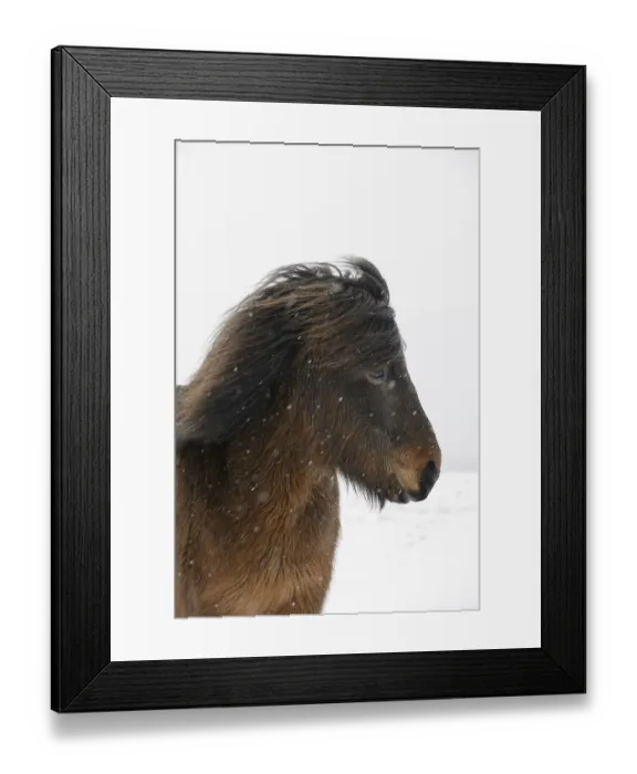 Framed Print : Horse, Icelandic Pony, adult, close-up of head