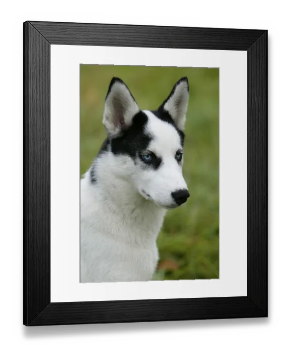 Framed Print : SIBERIA HUSKY / 4 MONTHS OLD Framed Print : SIBERIA HUSKY / 4 MONTHS OLD