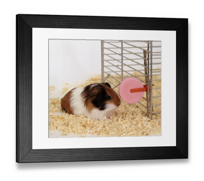 Framed Print : Guinea Pig pig on mineral stone, cage Framed Print : Guinea Pig pig on mineral stone, cage