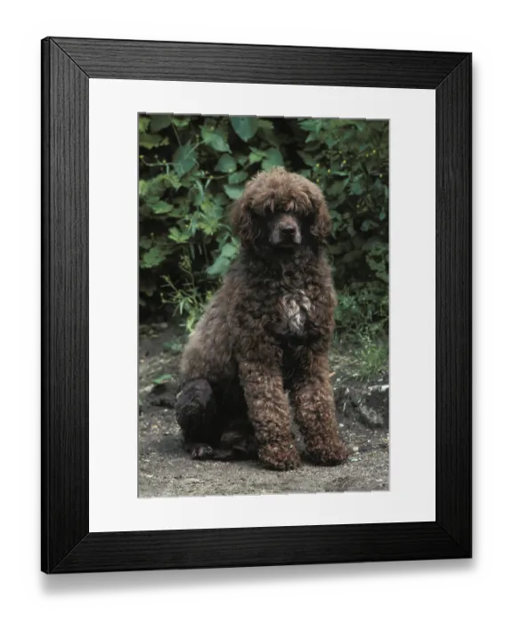 Framed Print : Portuguese Water Dog sitting