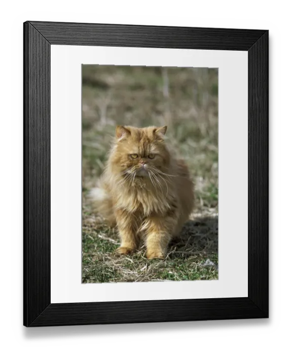 Framed Print : Red tabby Persian domestic cat, adult on grass Framed Print : Red tabby Persian domestic cat, adult on grass