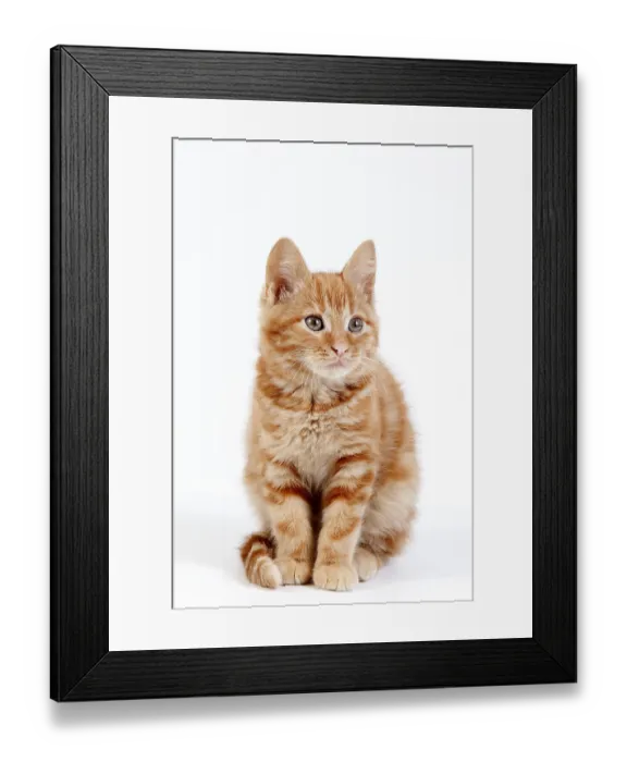 Framed Print : Red domestic cat, kittens sitting against white background
