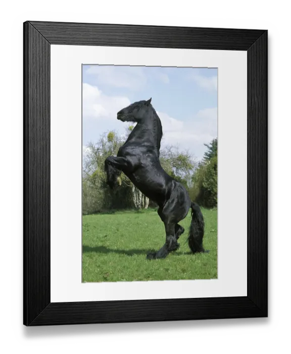 Framed Print : Friesian horse standing on hind legs