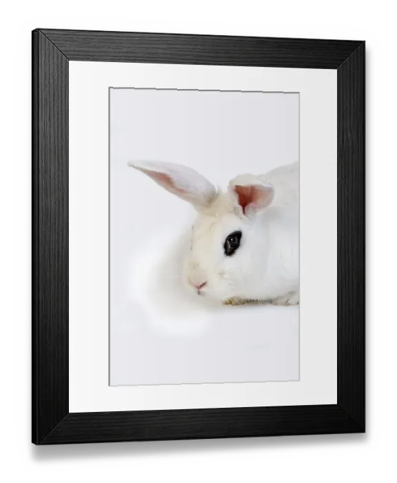 Framed Print : HOTOT RABBITS, A BREED FROM NORMANDY